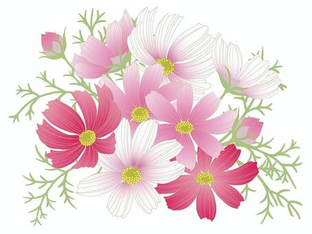 コスモス(秋桜)の花 秋 コスモス(秋桜)の花 秋 コスモス,秋,花,秋桜,植物,ピンク,かわいい,きれい,ボタニカル,草花のイラスト素材